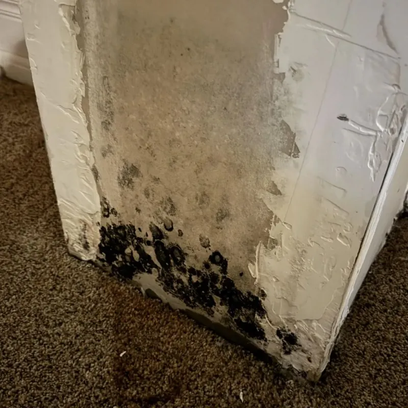 Professional Mold Removal in Alma, MI